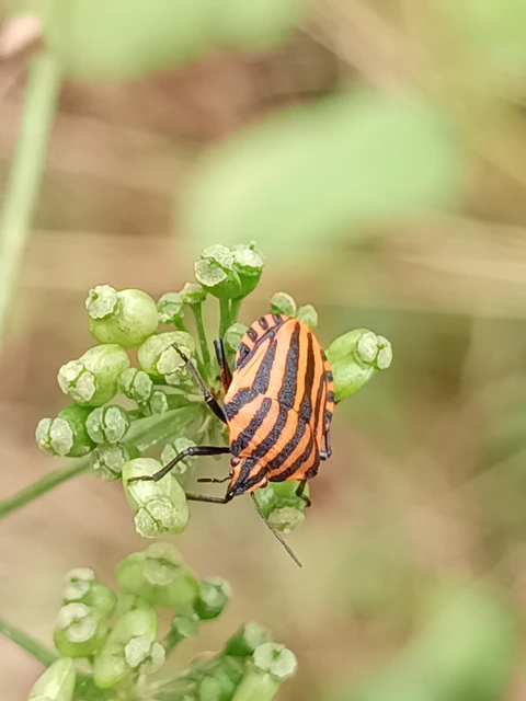 Graphosoma italicum - csíkos pajzsospoloska