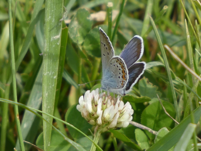 Plebejus argus - ezüstös boglárka Plebejus argus - ezüstös boglárka