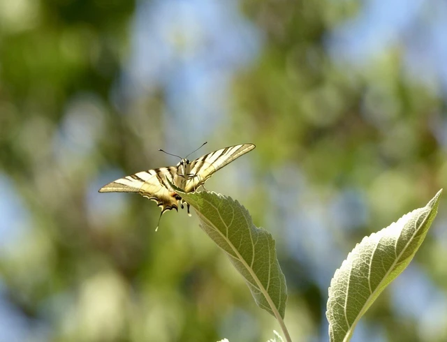 Iphiclides podalirius - kardoslepke