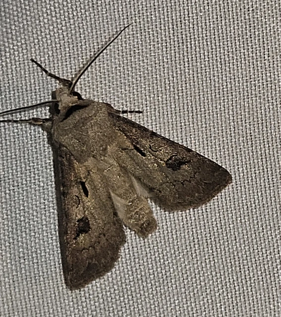 Agrotis exclamationis - felkiáltójeles földibagoly