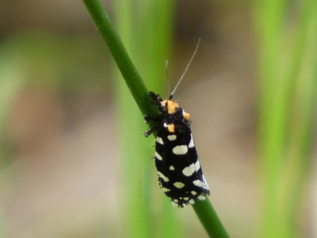 Euplocamus anthracinalis - fésűscsápú korhadékmoly Euplocamus anthracinalis - fésűscsápú korhadékmoly