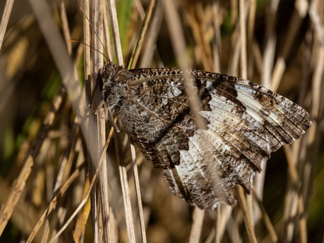 Brintesia circe - fehéröves szemeslepke Brintesia circe - fehéröves szemeslepke