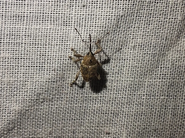 Curculio glandium - tölgymakkzsuzsóka Curculio glandium - tölgymakkzsuzsóka