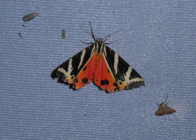 Euplagia quadripunctaria - csíkos medvelepke Euplagia quadripunctaria - csíkos medvelepke