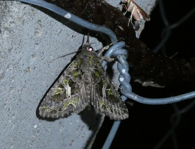 Trachea atriplicis - nyári zöldbagoly