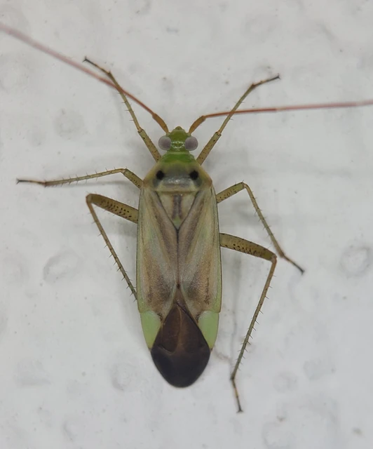 Adelphocoris lineolatus - lucernapoloska Adelphocoris lineolatus - lucernapoloska