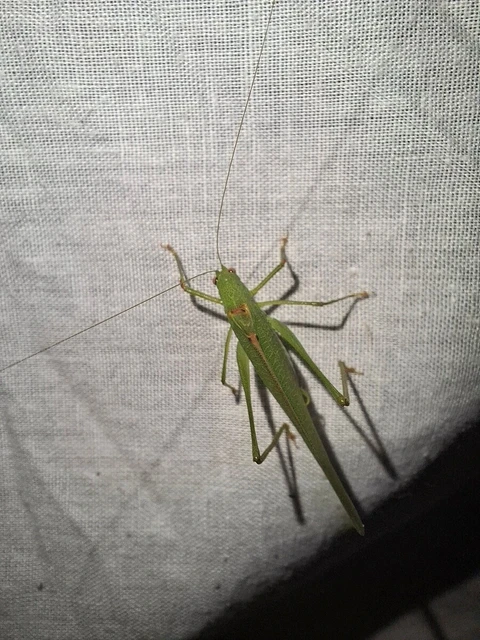 Phaneroptera nana - pontozott repülőszöcske