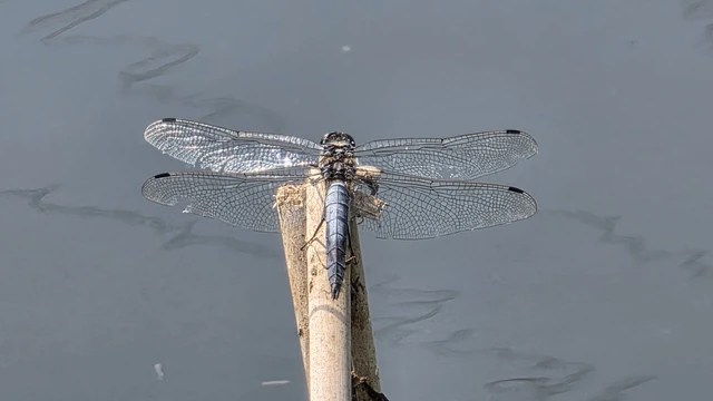 Orthetrum cancellatum - feketefarkú pásztorszitakötő