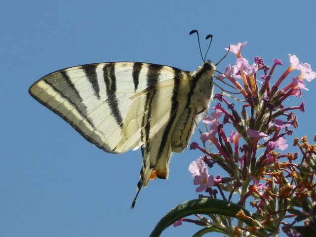 Iphiclides podalirius - kardoslepke