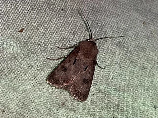 Agrotis exclamationis - felkiáltójeles földibagoly
