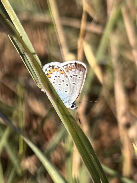 Plebejus argus - ezüstös boglárka Plebejus argus - ezüstös boglárka