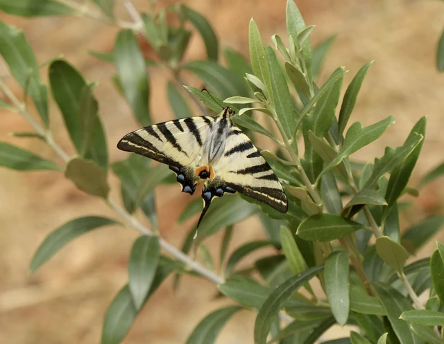 Iphiclides podalirius - kardoslepke
