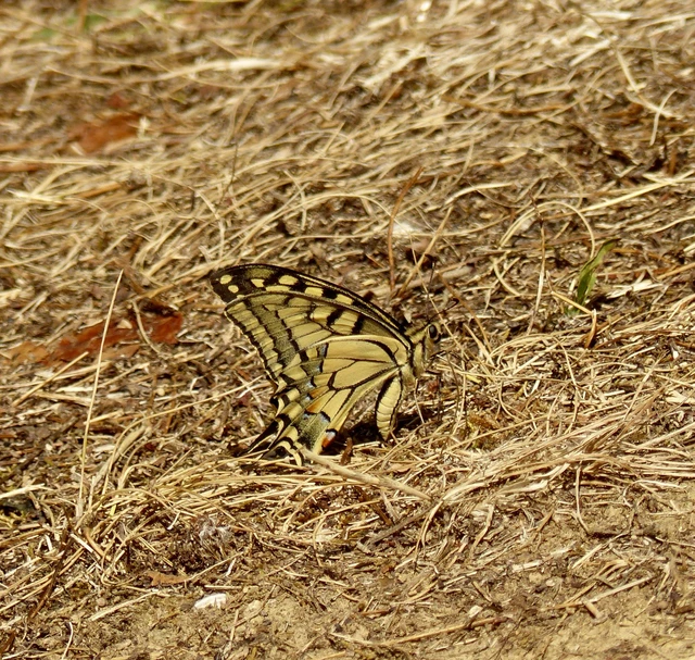 Papilio machaon - fecskefarkú lepke
