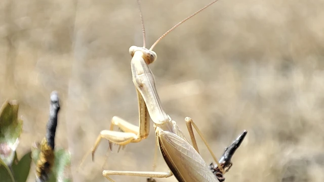 Mantis religiosa - imádkozósáska Mantis religiosa - imádkozósáska