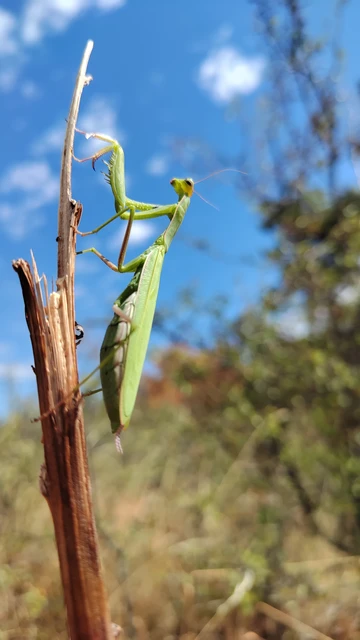 Mantis religiosa - imádkozósáska Mantis religiosa - imádkozósáska