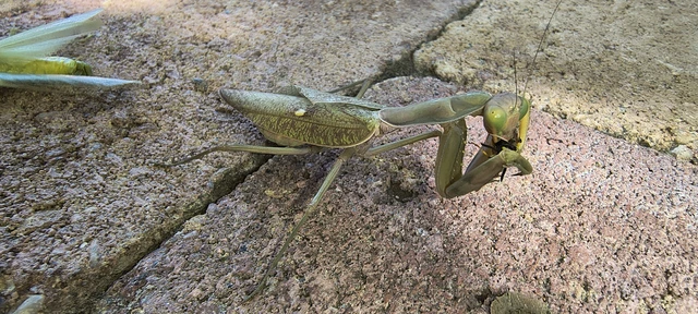 Mantodea - Fogólábúak Mantodea - Fogólábúak