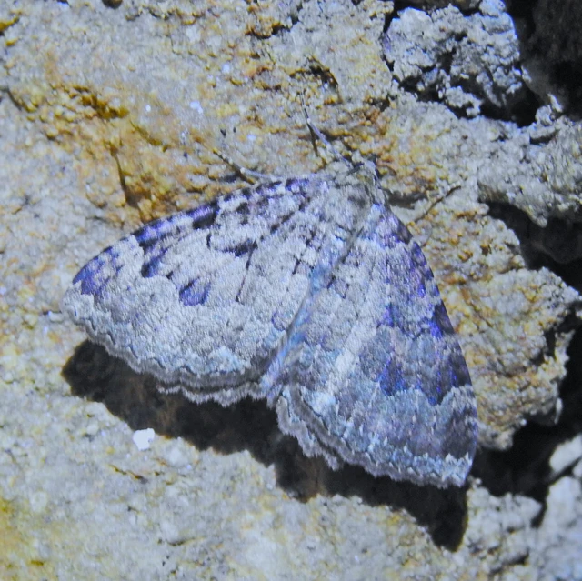 Triphosa dubitata - kutyabenge-araszoló Triphosa dubitata - kutyabenge-araszoló