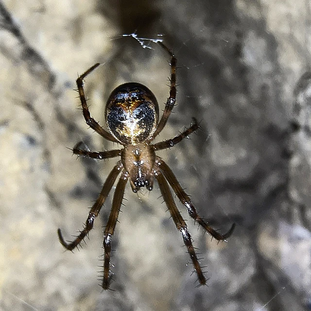 Araneae - Pókok Araneae - Pókok