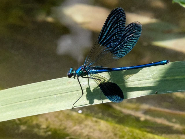 Calopteryx splendens - sávos szitakötő Calopteryx splendens - sávos szitakötő