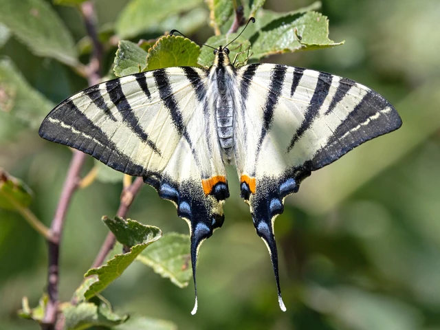 Iphiclides podalirius - kardoslepke