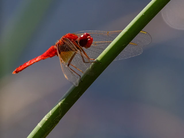 Crocothemis erythraea - skarlát szitakötő