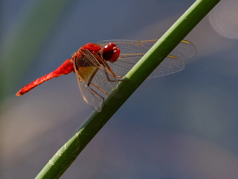 Crocothemis erythraea - skarlát szitakötő Crocothemis erythraea - skarlát szitakötő