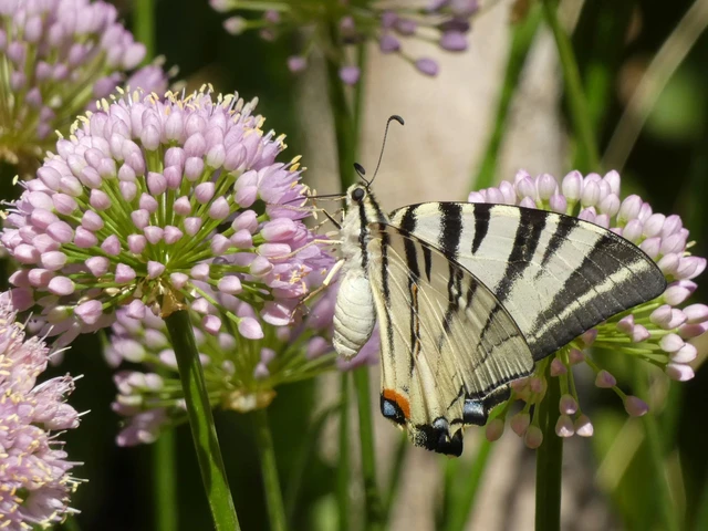 Iphiclides podalirius - kardoslepke