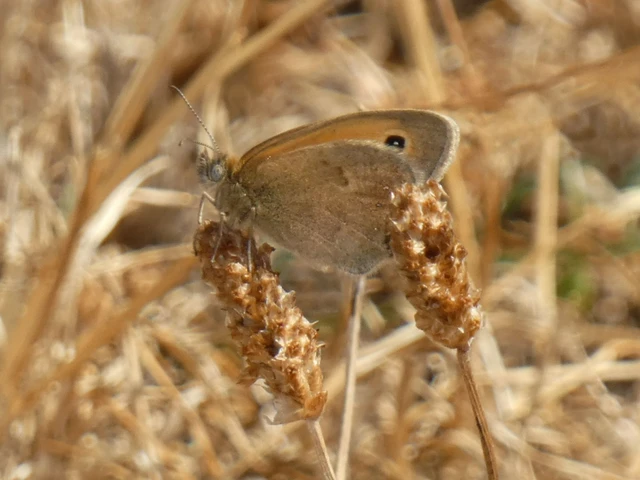 Coenonympha pamphilus - kis szénalepke Coenonympha pamphilus - kis szénalepke