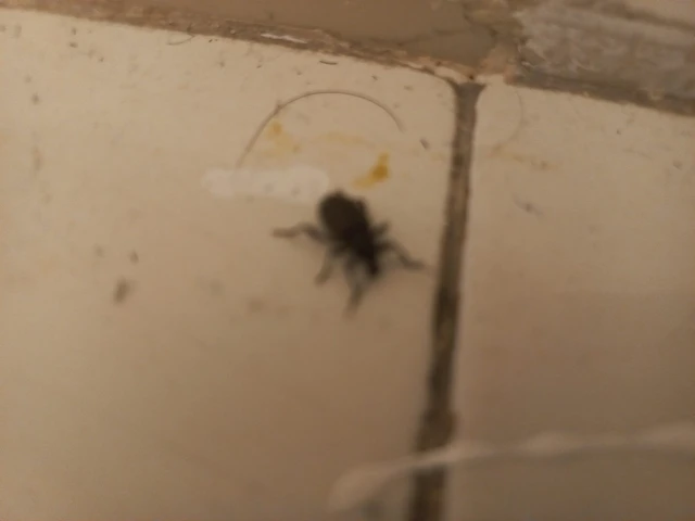 Curculionidae - ormányosbogár-félék Curculionidae - ormányosbogár-félék