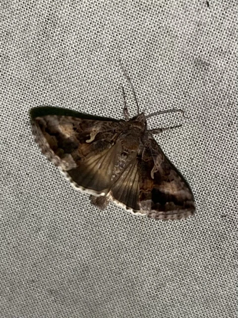 Autographa gamma - gammalepke