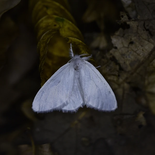 Sphrageidus similis - sárgafarú szövő