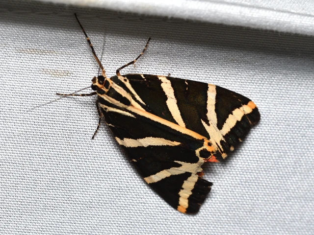 Euplagia quadripunctaria - csíkos medvelepke Euplagia quadripunctaria - csíkos medvelepke