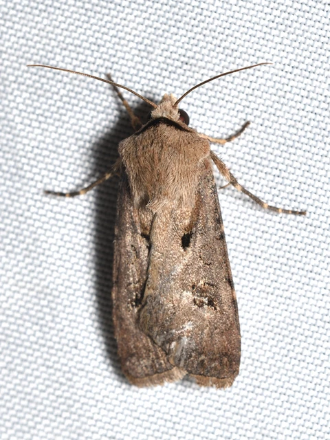 Agrotis exclamationis - felkiáltójeles földibagoly