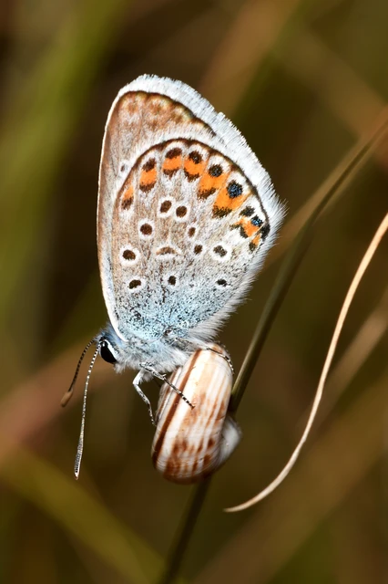 Plebejus argus - ezüstös boglárka Plebejus argus - ezüstös boglárka