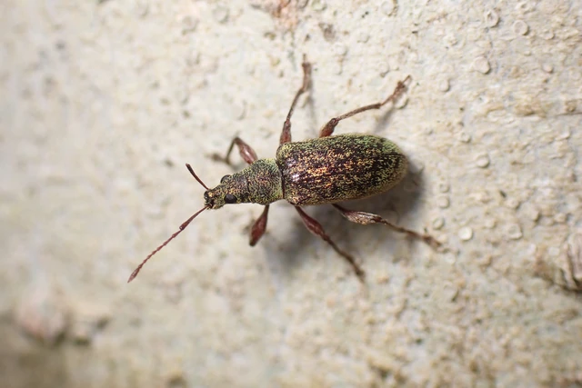 Phyllobius Phyllobius