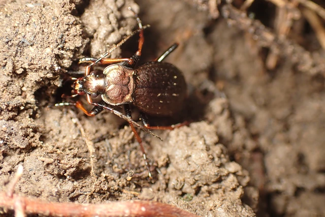 Carabus linnaei Carabus linnaei