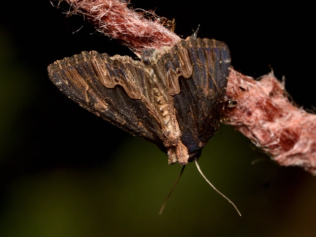 Dypterygia scabriuscula - szurokbarna nyáribagoly
