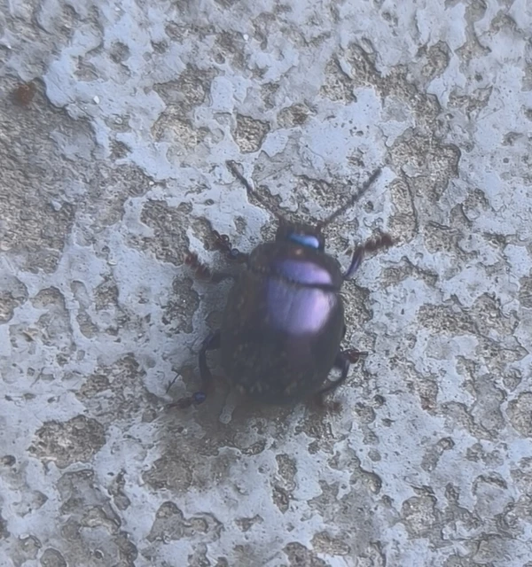 Chrysolina sturmi - vöröslábú levelész