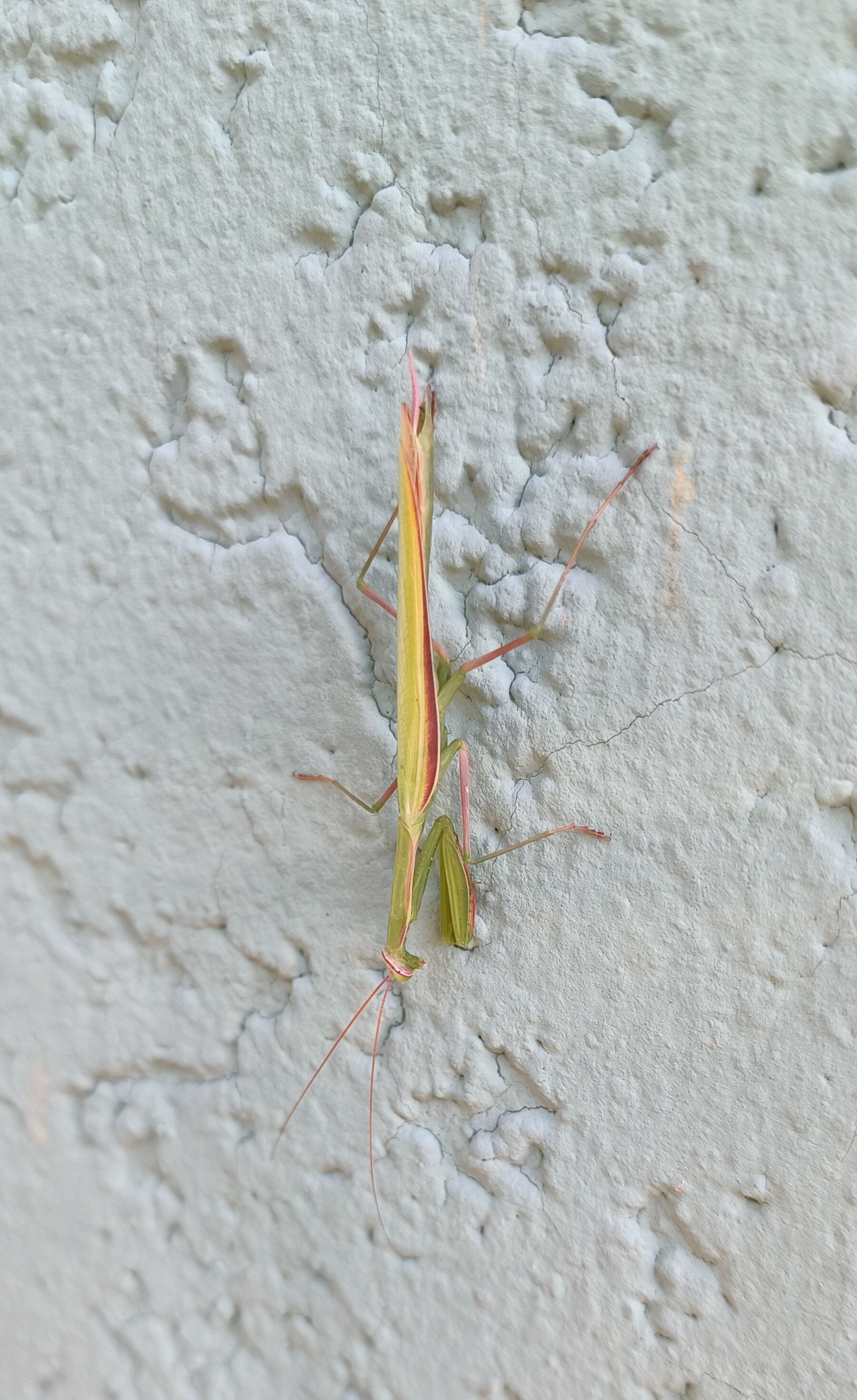 Mantis religiosa - imádkozósáska Mantis religiosa - imádkozósáska