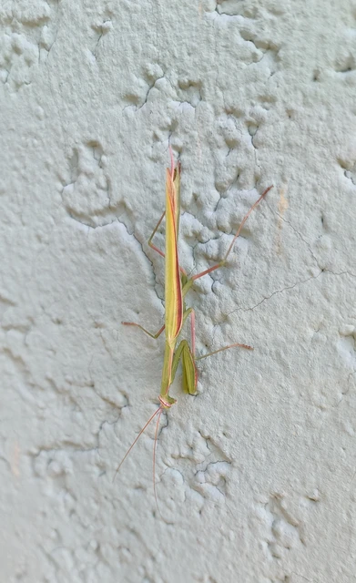 Mantis religiosa - imádkozósáska Mantis religiosa - imádkozósáska