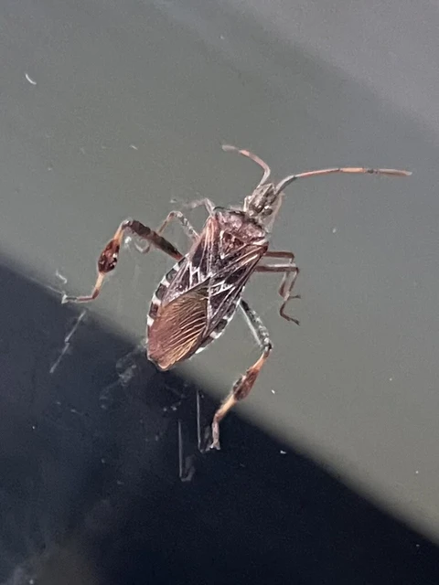 Leptoglossus occidentalis - nyugati levéllábú poloska