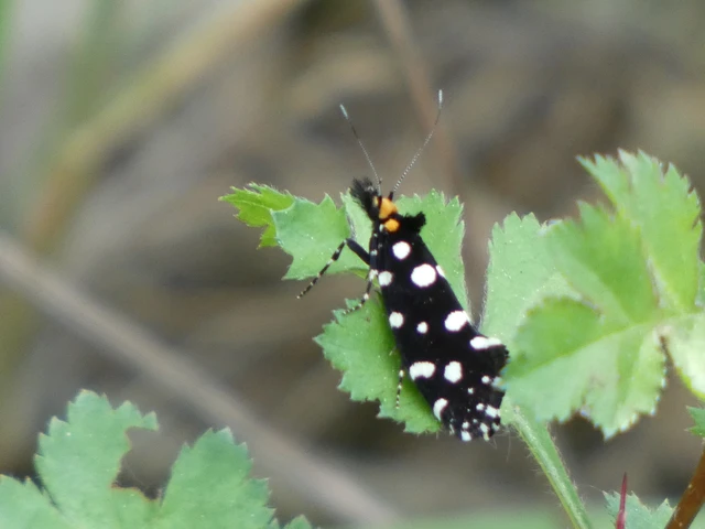 Euplocamus anthracinalis - fésűscsápú korhadékmoly Euplocamus anthracinalis - fésűscsápú korhadékmoly