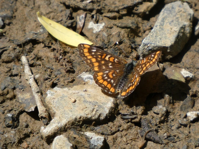 Euphydryas maturna - díszes tarkalepke