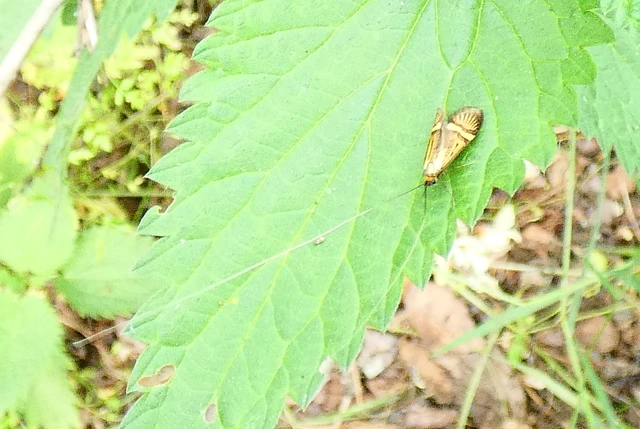 Nemophora degeerella - pompás tőrösmoly