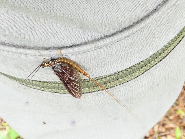 Ephemera vulgata - közönséges tarkakérész