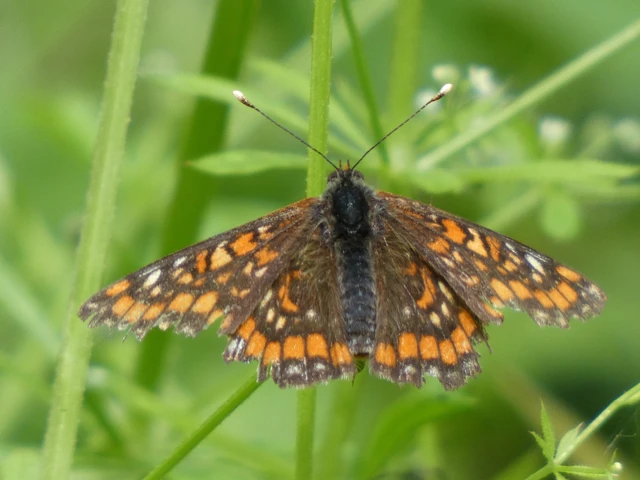 Euphydryas maturna - díszes tarkalepke