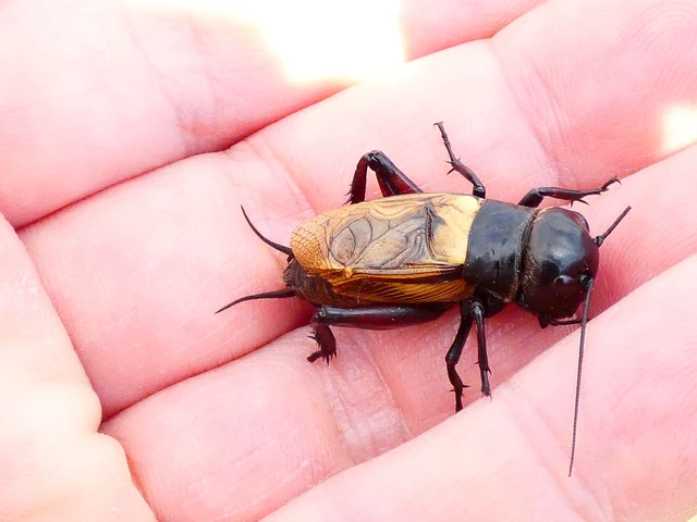 Gryllus campestris - mezei tücsök