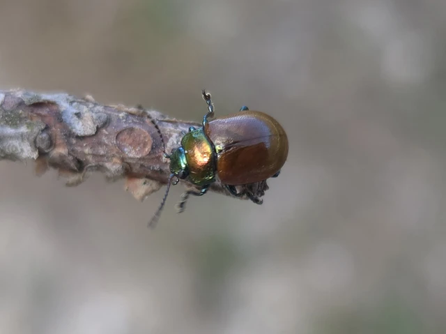 Chrysolina polita - réti mentalevelész