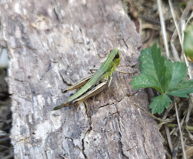 Pseudochorthippus parallelus - közönséges rétisáska