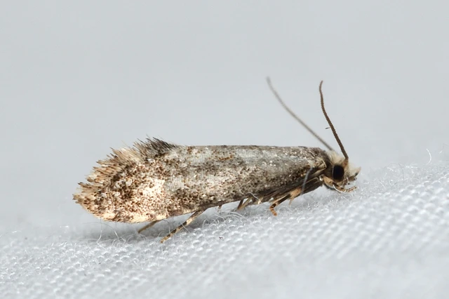 Tineidae - ruhamolyfélék Tineidae - ruhamolyfélék